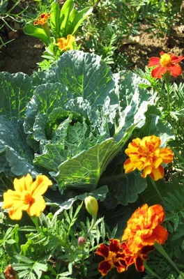 Цветы в огороде: как объединить грядки и цветник с пользой | Огородники