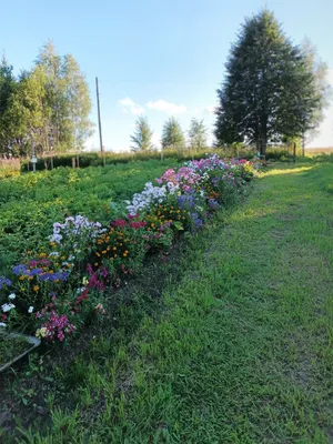 розово-красные и фиолетовые цветы далии, растущие среди зелени с  растительной грядки в саду в летнее время Стоковое Фото - изображение  насчитывающей утеха, цветок: 222460668