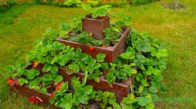 Идеи мини-грядок для зелени и овощей - полезные статьи о садоводстве от  Agro-Market24