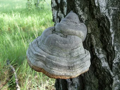 Белый гриб на черной березе - 57 фото