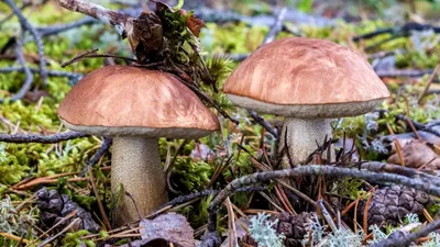 В Чайковском округе обнаружили на берёзе гриб диаметром 44 сантиметра