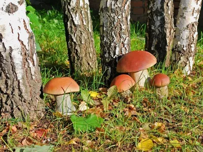 Цыплячий гриб на дереве | Это грибы! | Дзен