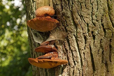 В Мурманской области нашли растущие на березе грибы | Телекомпания ТВ21