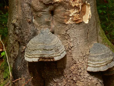 Дереворазрушающий гриб на поваленной березе
