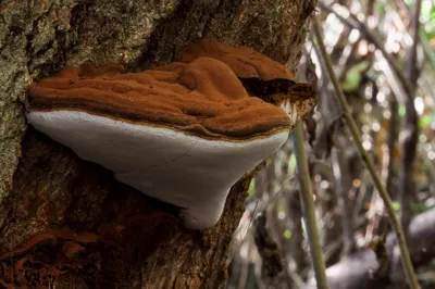 Съедобные грибы растущие на деревьях - 64 фото
