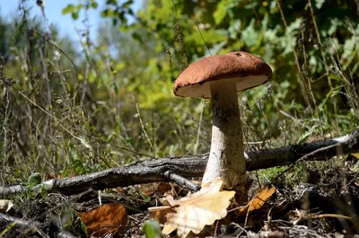 Ученые: Чага и другие трутовые грибы подавляют рост раковых клеток -  Российская газета