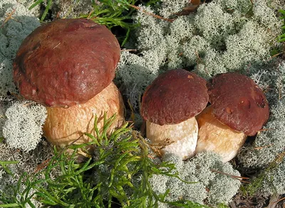 Белый гриб сосновый (Boletus pinophilus) - Picture Mushroom