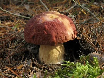 Белый гриб сосновый (Boletus pinophilus) – Грибы Сибири
