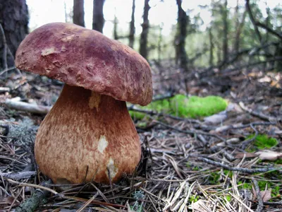 Рыжик сосновый (настоящий), Lactarius deliciosus - Грибы Средней Полосы