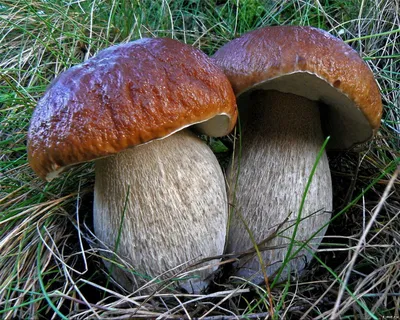 Белый гриб сосновый (лат. Boletus pinophilus)