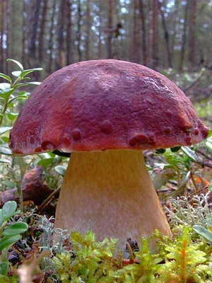 Белый гриб сосновый - Boletus pinophilus - Грибы Уломы Железной