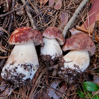 Гриб Белый сосновый Bolétus pinóphilus - купить мицелий грибов в  интернет-магазине