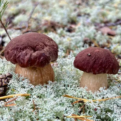 Белый гриб сосновый: как вырастить его на садовом участке | Чудогрядка.рф |  Дзен