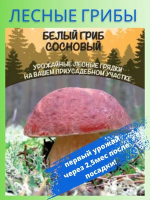 Белый гриб сосновый - купить в Русский Огород, цена на Мегамаркет