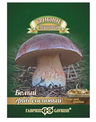Белый гриб сосновый (Boletus pinophilus) - грибы России