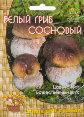 Белый гриб сосновый (Boletus pinophilus) – Грибы Сибири [Вложение: 7505]