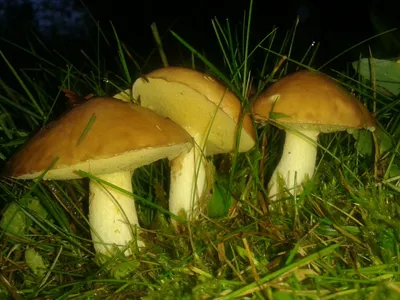 Что за грибы? Возле сосны нашла и несколько около березы, это не  Подберезовик?шляпка влажная и темнеет | ВКонтакте