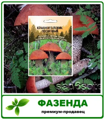 Подосиновик сосновый(Leccinum vulpinum)... ----------------------------- # грибы #гриб #грибники #тихаяохота #погрибы #загрибами #грибочки… | Instagram