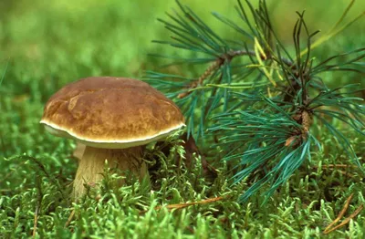 Гриб сосны стоковое изображение. изображение насчитывающей грибы - 32037433