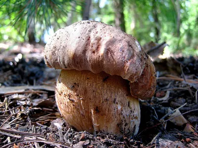 Белый гриб сосновый (Boletus pinophilus) – Грибы Сибири [Вложение: 7506]