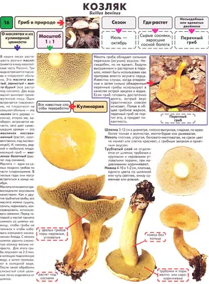 Белый гриб сосновый (Boletus pinophilus) - YouTube
