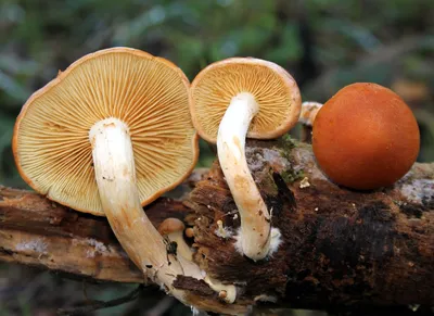 Белый гриб сосновый (Boletus pinophilus). 06.09.2023г., Выборгский р-н, ЛО.  . . . #mushrooms #гриб #грибы #fungi #спб #spb #лес #forest… | Instagram