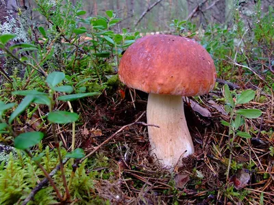 Белый гриб сосновый - Boletus pinophilus - Грибы Уломы Железной