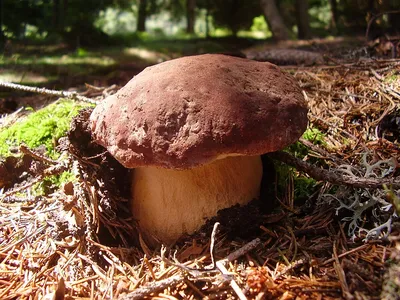 Белый гриб сосновый - Boletus pinophilus - Грибы Уломы Железной