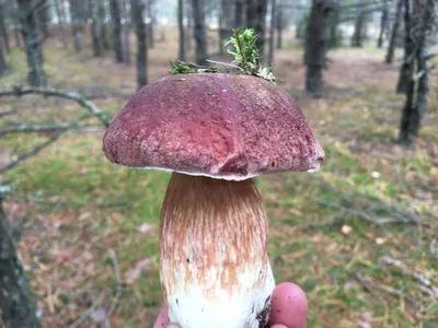 Что за грибы? Возле сосны нашла и несколько около березы, это не  Подберезовик?шляпка влажная и темнеет | ВКонтакте