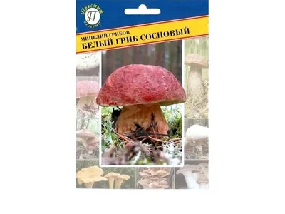Мицелий Грибы Красноголовик Сосновый 15гр, 2 упаковки — купить в  интернет-магазине по низкой цене на Яндекс Маркете