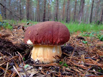 Гимнопил сосновый (Gymnopilus sapineus) - Picture Mushroom