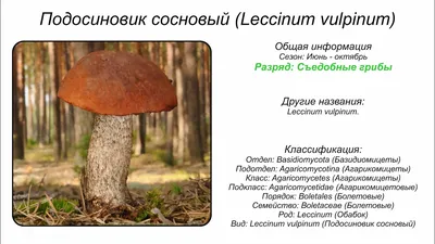 Мицелий Белый гриб сосновый, 50 мл
