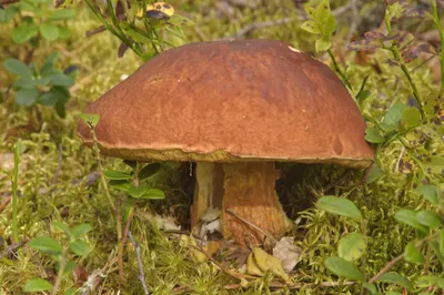 Волшебные грибы, сосны, таинственный …» — создано в Шедевруме