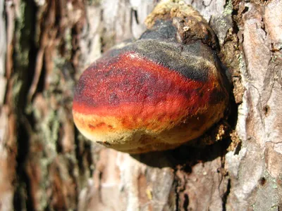 MacroID.RU - Белый гриб сосновый(boletus pinicola)