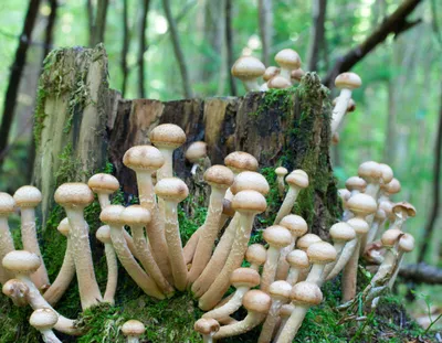 Какие съедобные грибы растут на тополях | Азбука огородника | Дзен
