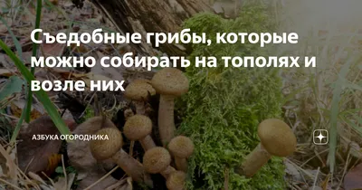 Съедобные грибы, которые можно собирать на тополях и возле них | Азбука  огородника | Дзен