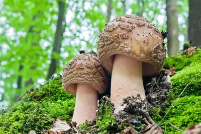 Съедобные грибы, которые можно собирать на тополях и возле них | Азбука  огородника | Дзен