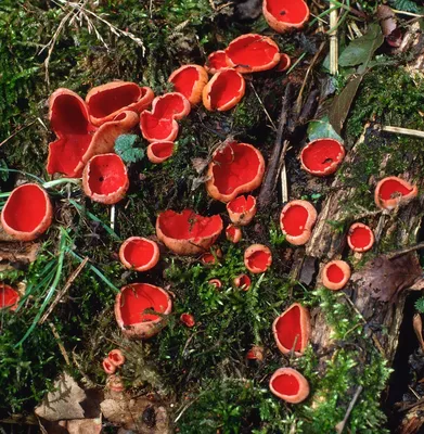 В Волгоградской области четверо детей отравились растущими на деревьях  грибами