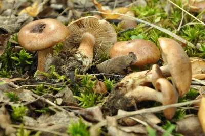 Дикая Duriusculum лекцинума грибов Bolete растут в лесу тополя. Стоковое  Фото - изображение насчитывающей здорово, взорвать: 185211288