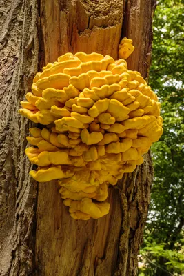 Большие несъедобные грибы растут на деревьях Стоковое Изображение -  изображение насчитывающей несъедобно, заводы: 202828237