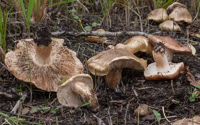 Вешенка: описание гриба, виды, как выглядит, выращивание и фото