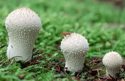 Рядовка тополевая (Tricholoma populinum) – Грибы Сибири