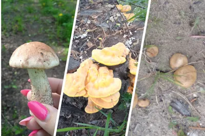 Несъедобные грибы растущие на деревьях - фото и картинки: 62 штук