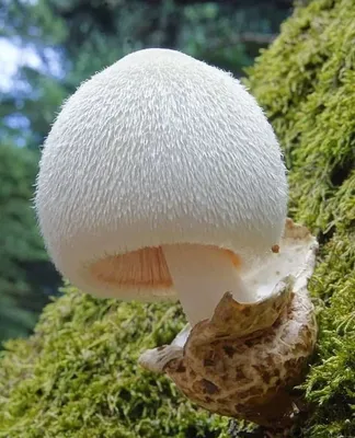 грибы, растущие на деревьях Стоковое Фото - изображение насчитывающей  ингридиент, изолировано: 224510360