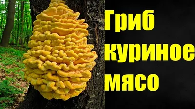 Грибы, растущие в березовых рощах Саратовской области | tursar.ru | Дзен