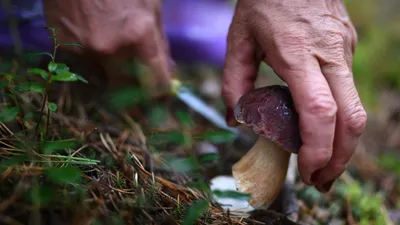 Осенняя пора: как заготовить соленья и где собрать грибы на Ставрополье