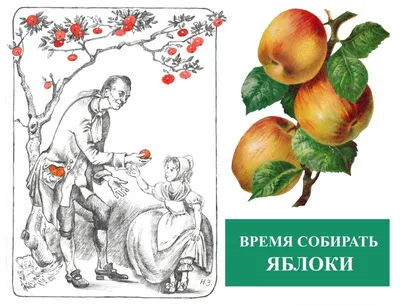 Книга Яблони В Вашем Саду - купить дома и досуга в интернет-магазинах, цены  на Мегамаркет | 166303