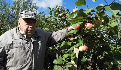 Яблоки в саду 🍎🍎 | Яблоки, Цветы, Тюльпаны