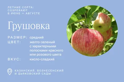 Более 150 курских студентов занялись сбором яблок в Обоянском саду | ГТРК  «Курск» - Новости Курска и Курской области | 28997
