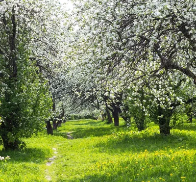 Яблоневый сад 🍎 на краю Кумысной поляны у Тенистого пруда